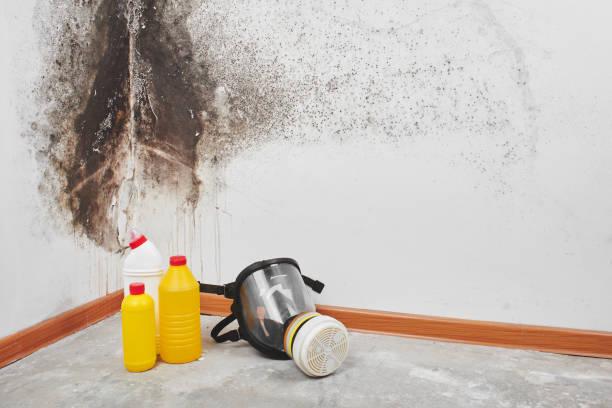 Best Professional Mold Removal  in Hawkinsville, GA