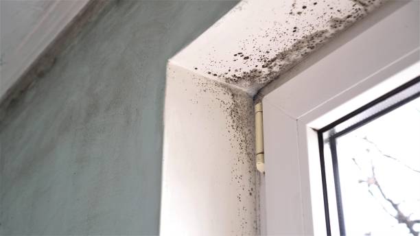 Best Mold Removal Near Me  in Hawkinsville, GA