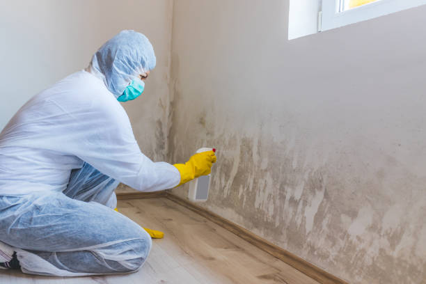 Best Certified Mold Removal  in Hawkinsville, GA