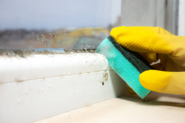 Best Emergency Mold Removal  in Hawkinsville, GA