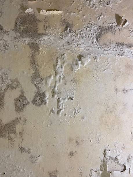 Best Fast Mold Removal  in Hawkinsville, GA