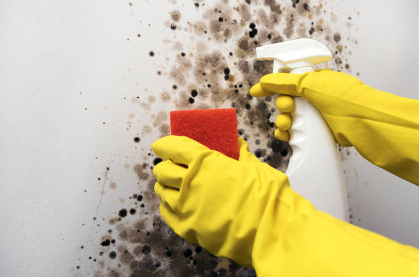 Hawkinsville, GA Mold Removal Company