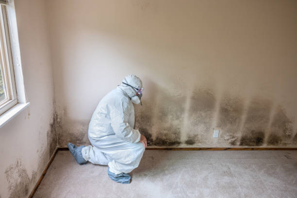 Best Local Mold Removal Service  in Hawkinsville, GA