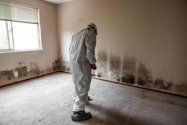 Best Toxic Mold Removal  in Hawkinsville, GA