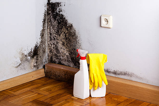 Best Residential Mold Removal  in Hawkinsville, GA